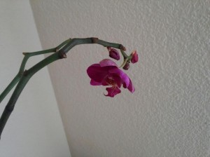 orquidea